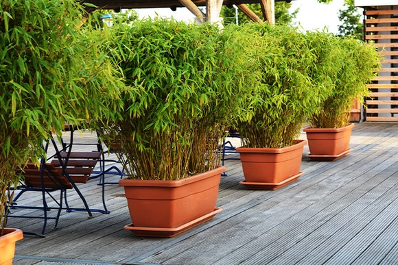 Bambus in Pflanzkübeln auf Terrasse